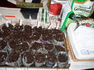 Paper seedling pots are quick and easy to make.