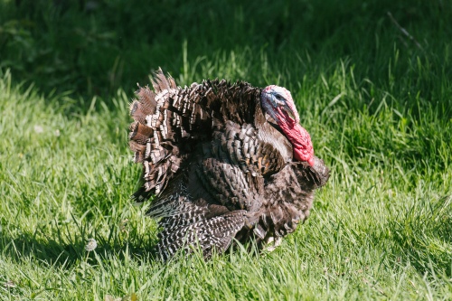 Photo of one of our turkeys taken by D. Craig, BC Min. of Agriculture