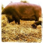 Grange sow and piglet