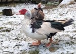 Muscovy drake at Dark Creek Farm