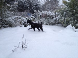 Elliot in the Snow