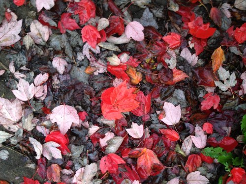 Autumn Leaves
