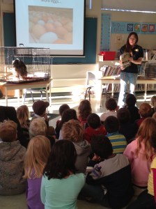 Wimpy the Black Orpington rooster steals the show...