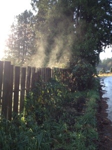 What happens on a sunny morning after a night of rain. 