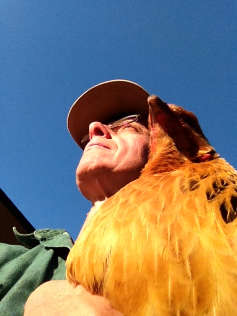 DCC Love My Chicken!