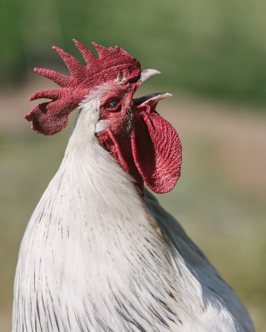 Bill the Light Brahma rooster