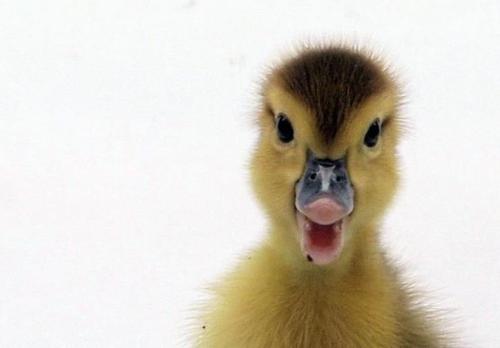 Duckling!