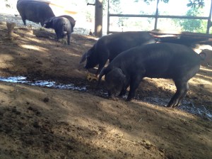 Large Black Hog piglets