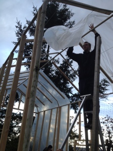 Tall guy, T. on an orchard ladder still finding it a stretch to get the poly over the top. 