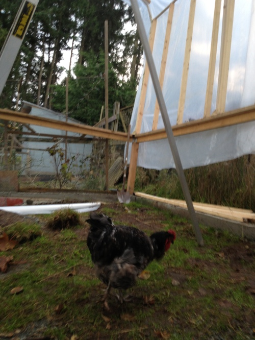 Wimpy struts in to check out our progress.