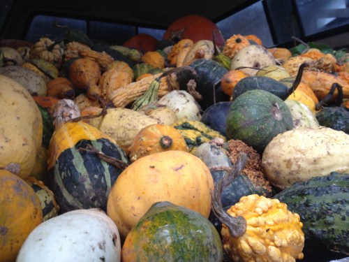 The pickup was FULL! There was an avalanche of gourds when I opened the tailgate and I had to dance out of the way to avoid being squashed by tumbling pumpkins. 