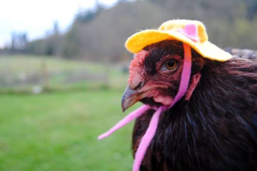 I must say the Maypenny hens are a stylish bunch! They look a whole lot better prepared for the soggy weather than my girls... 