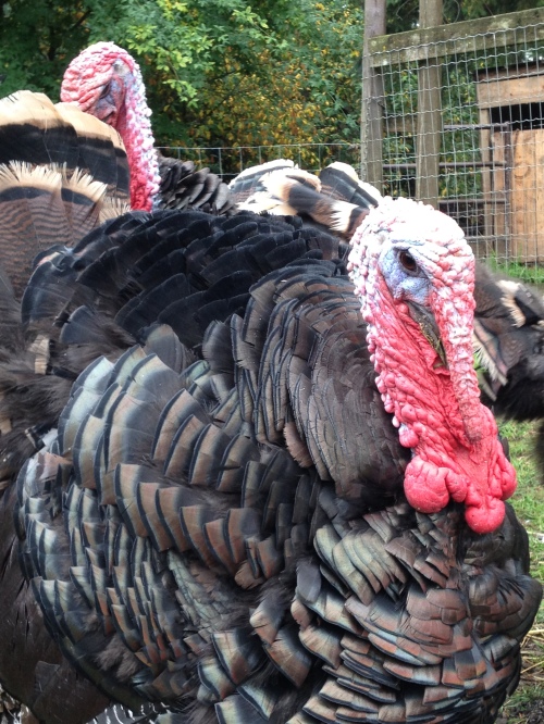 Ridley Bonze turkeys - just like the old-fashioned turkeys your grandmother used to cook