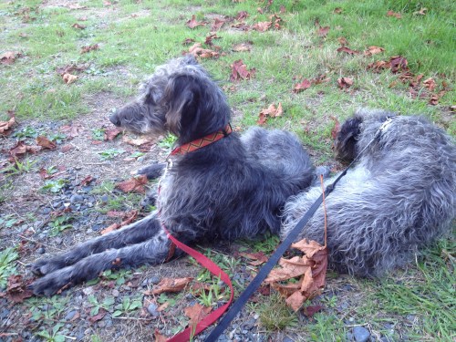 They may look similar, but they have completely different personalities... 