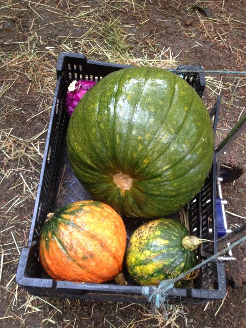 Cart and Squash