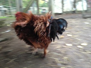 Most likely racing off to find his lady love, Lucy