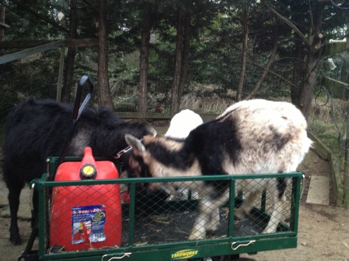 The goats swarming the cart in search of spilled treats...