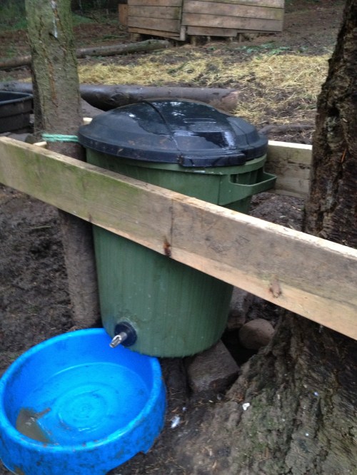 New hog watering can in place...