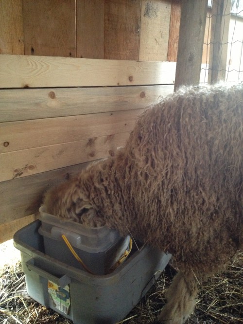 After polishing off the few morsels of grain left in the tub, he shot out the door and chased the girls around. I'm sure he's thinking he's arrived in a pretty cool place!