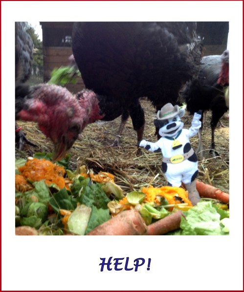 DCF Aggie and Turkeys