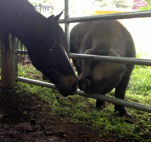 DCF Ringo and Philip