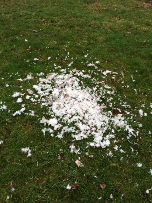 Formerly Known as a Duck