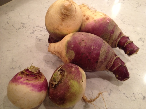 Turnip v rutabaga - discrimination test - which is which?