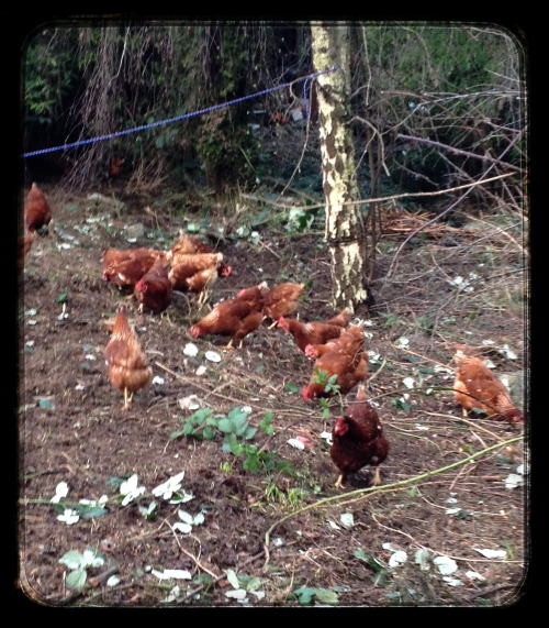 Chickens at Work