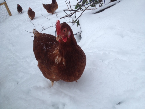 Hens in the snow