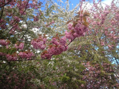 Spring! (Weekly Photo Challenge)