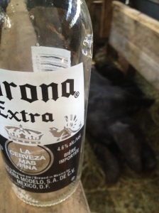 When in doubt, a pint of stout... or, a bottle of Corona. 