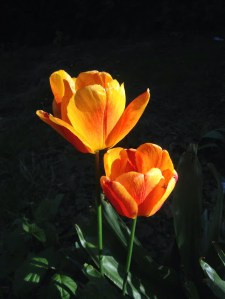 tulips