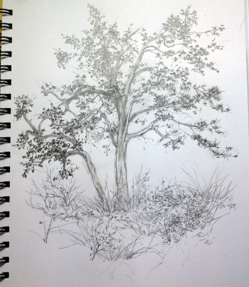 Garry Oak Trees by E. Colin Williams (drawing)
