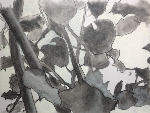 Holly Tree by E. Colin Williams (Tree a day drawing project)