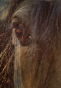 Was it Churchill who said, "There is something about the outside of a horse that is good for the inside of a man." 