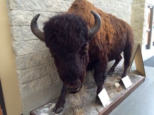 Canore buffalo 30969113_10160276112100364_1661460638_o