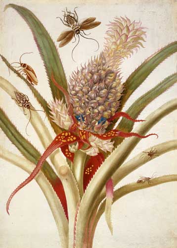 Maria Sibylla Merian pineapple-and-cockroaches-1705