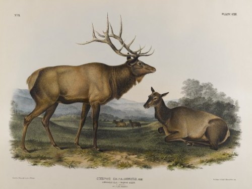 american-elk-1845 John James Audobon