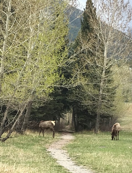 Canmore Elk IMG_3080.jpg